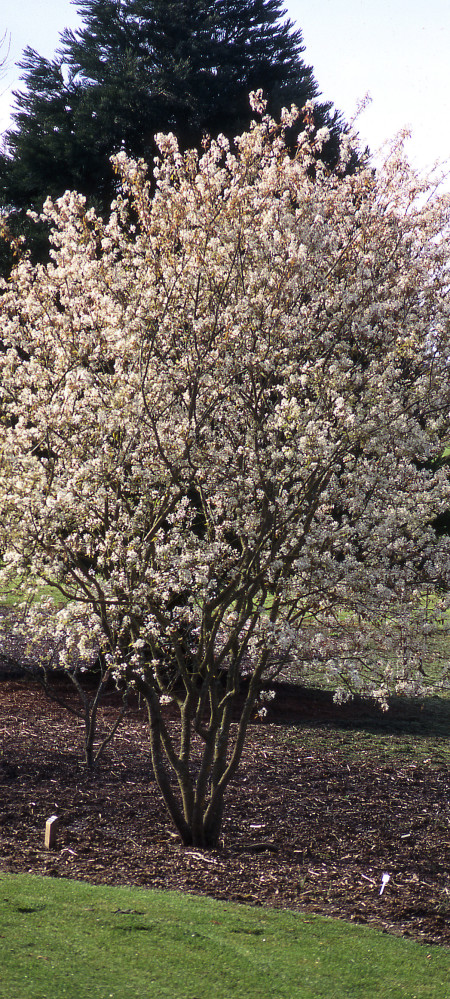 Autumn Brilliance Serviceberry - Glover Nursery