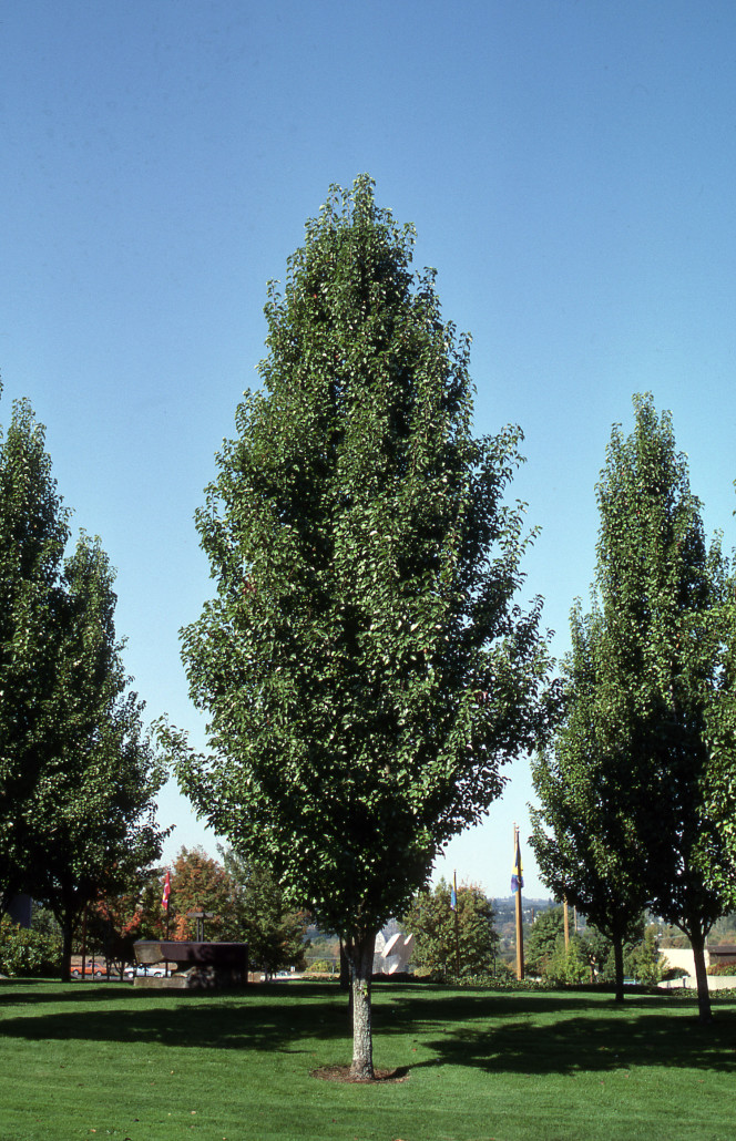 chanticleer-pear-glover-nursery