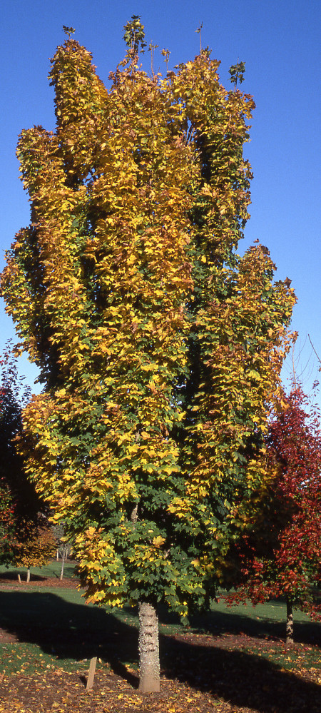 Columnar Norway Maple - Glover Nursery