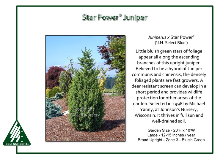 star-power-juniper-glover-nursery