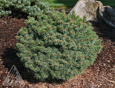 Globe Blue Spruce - Glover Nursery