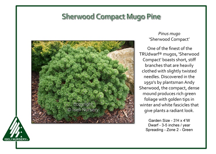 Sherwood Compact Mugo Pine - Glover Nursery