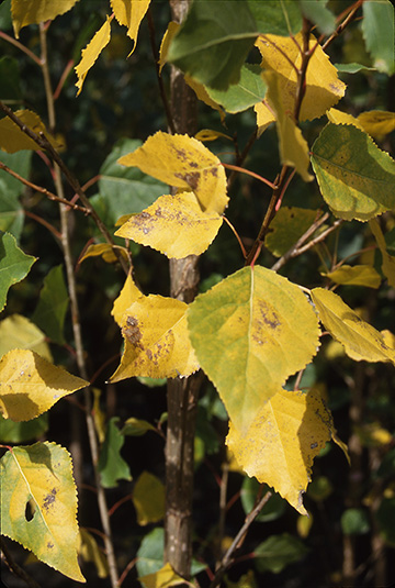 Siouxland Cottonless Cottonwood Glover Nursery