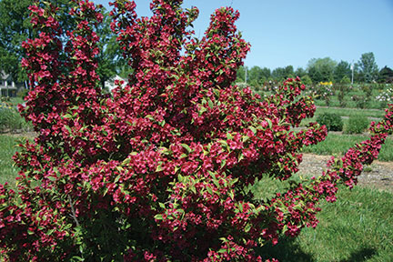 French Lace Weigela - Glover Nursery