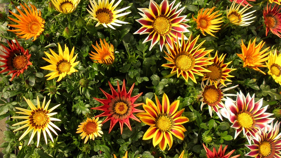 Gazania - Glover Nursery