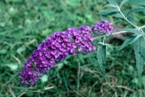 Black Knight Butterfly Bush