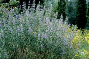 Dark Knight Bluebeard