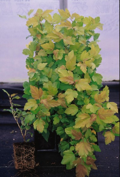 Dart's Gold Ninebark - Glover Nursery