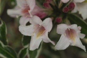 Dwarf Variegated Weigela - Glover Nursery