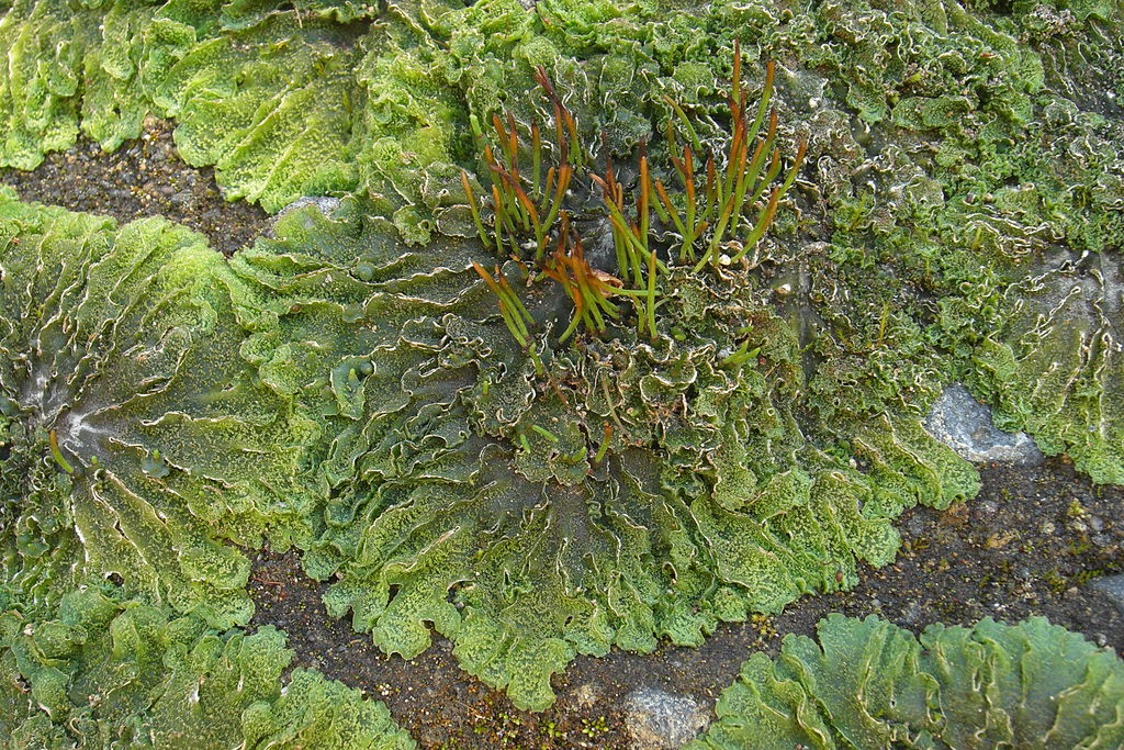 hornwort-glover-nursery