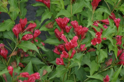 Sonic Bloom Red Weigela - Glover Nursery