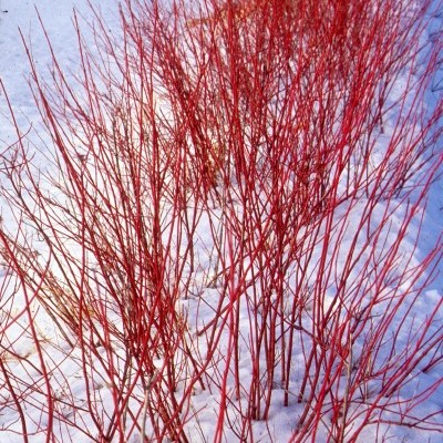 Firedance Dogwood - Glover Nursery