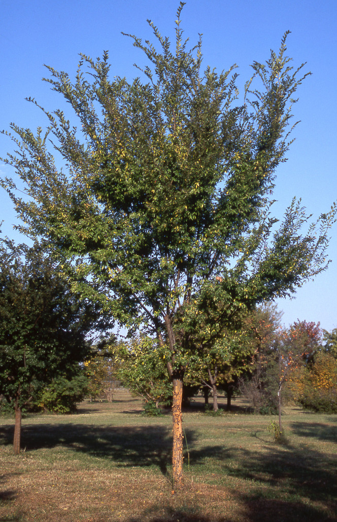 Allee Lacebark Elm - Glover Nursery