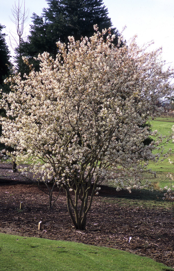 Autumn Brilliance Serviceberry - Glover Nursery