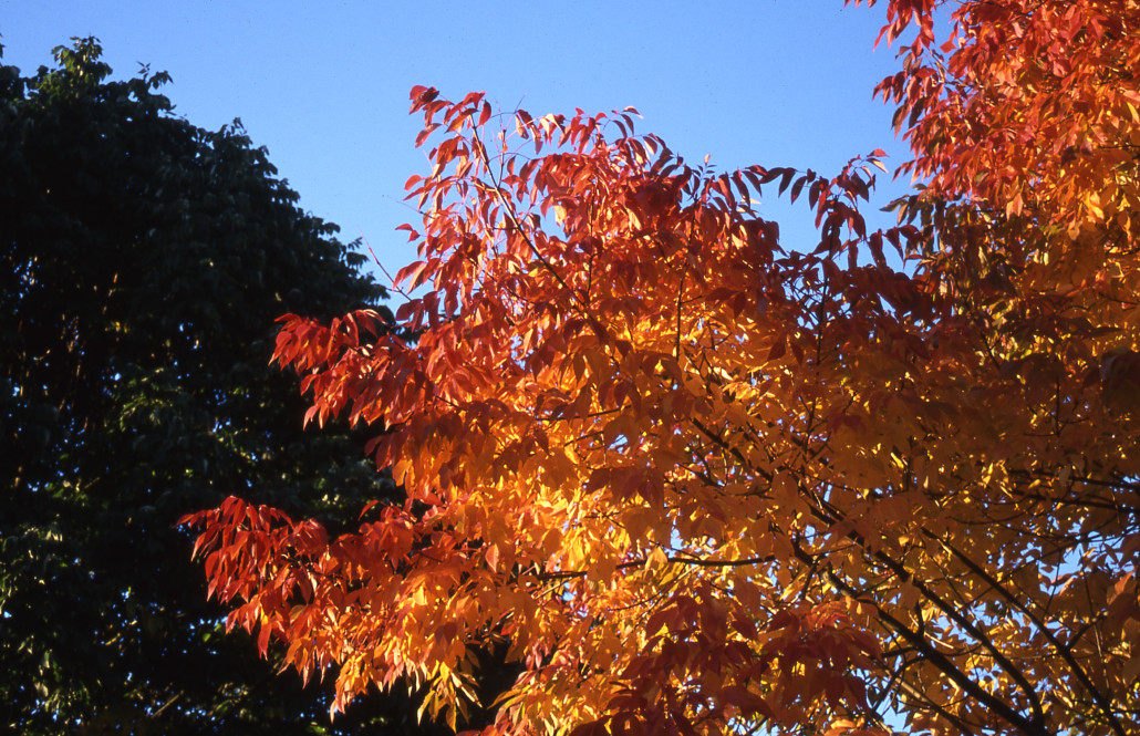 Autumn Purple Ash - Glover Nursery