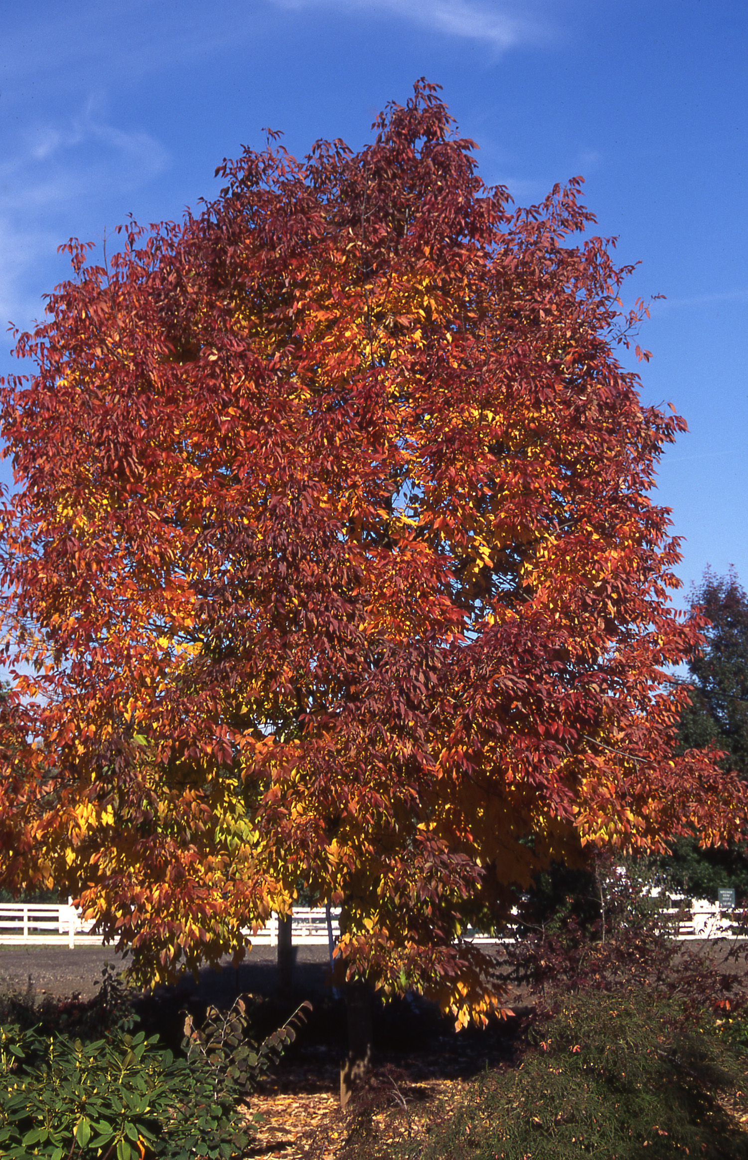 Autumn Purple Ash - Glover Nursery