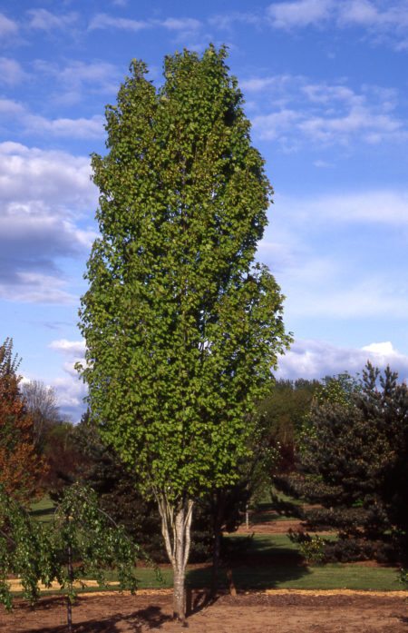 Bowhall Maple - Glover Nursery