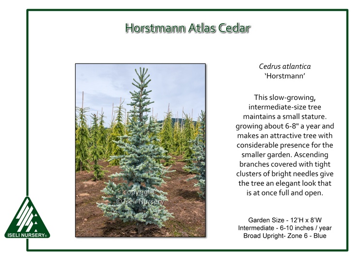Horstmann Atlas Cedar Glover Nursery Horstmann Atlas Cedar