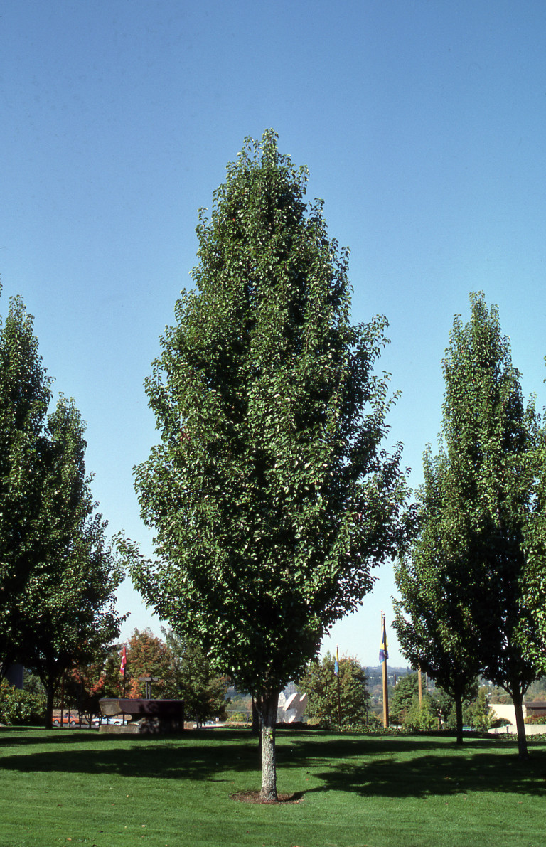 Chanticleer Pear - Glover Nursery