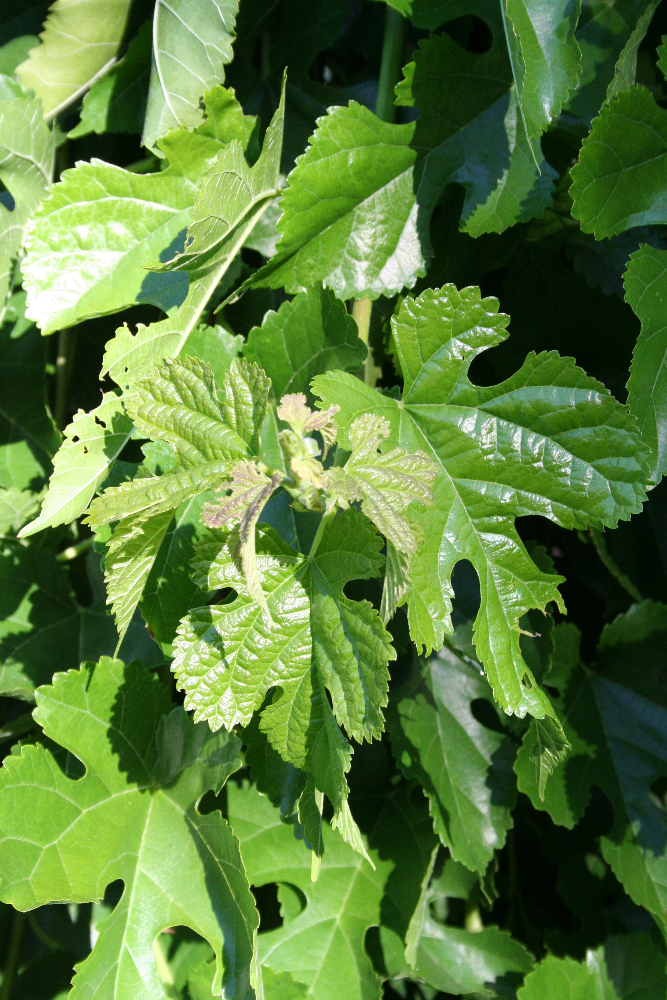 Fruitless Weeping Mulberry - Glover Nursery