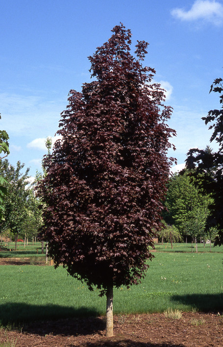 Crimson Sentry Maple - Glover Nursery