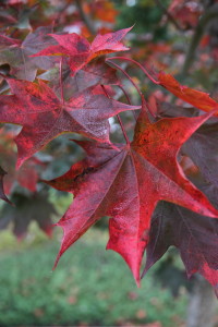 Crimson Sunset Maple - Glover Nursery