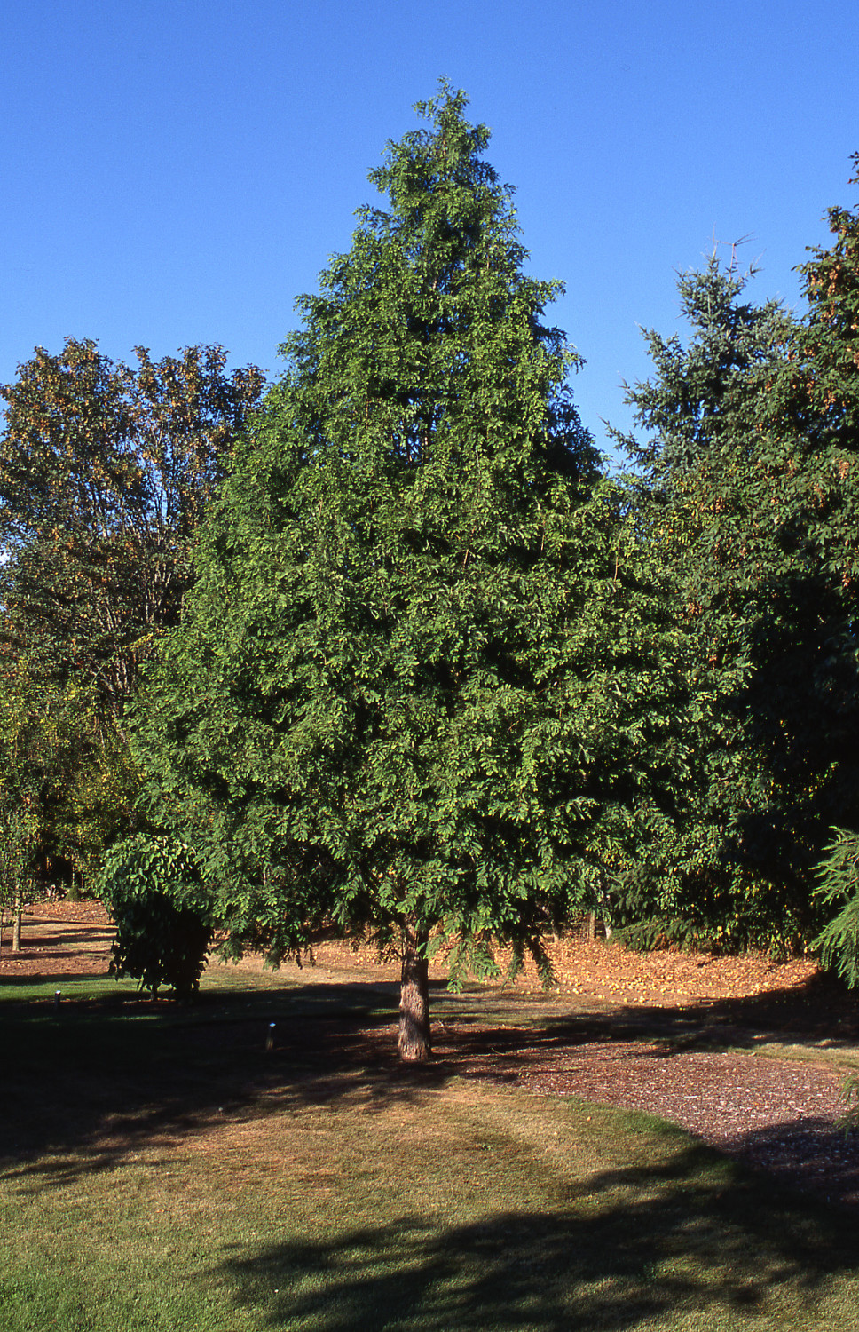 Dawn Redwood - Glover Nursery