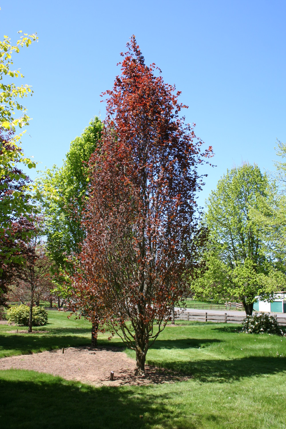 Copper Beech Tree Columnar at Steven Haley blog