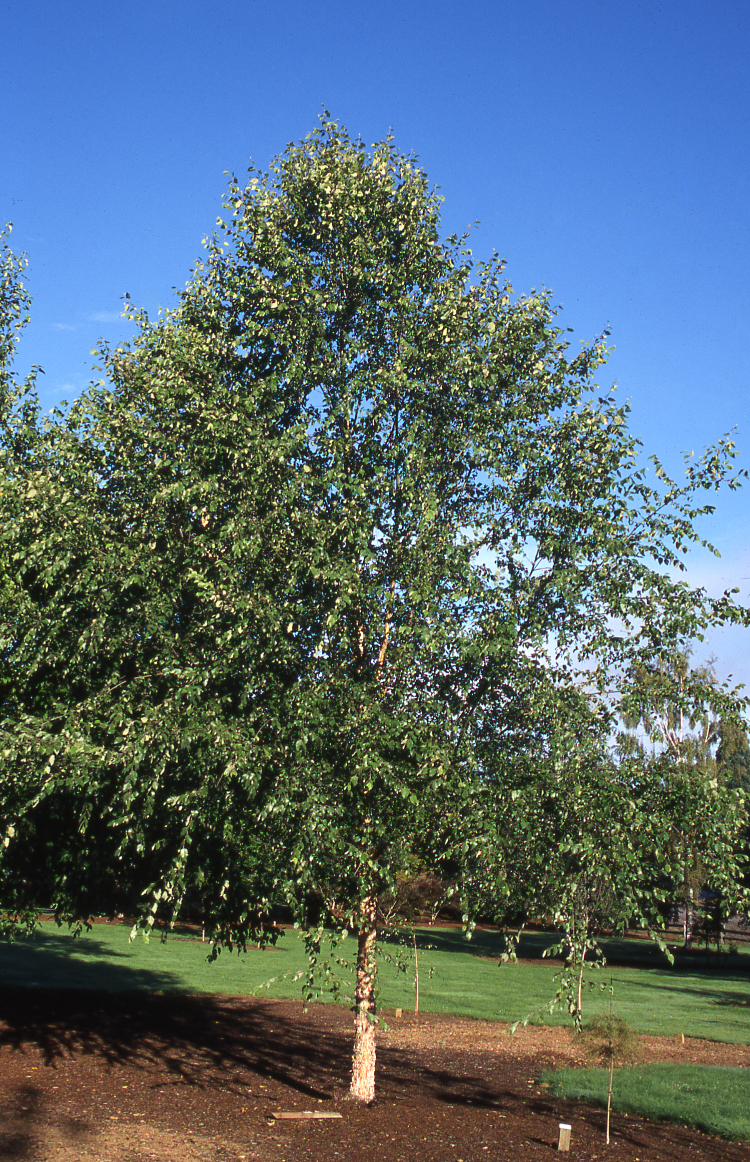 Dura-Heat River Birch - Glover Nursery