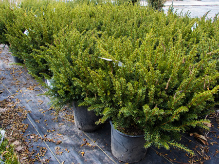 Erie Shores Yew - Glover Nursery