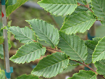 Frans Fontaine Columnar Hornbeam - Glover Nursery