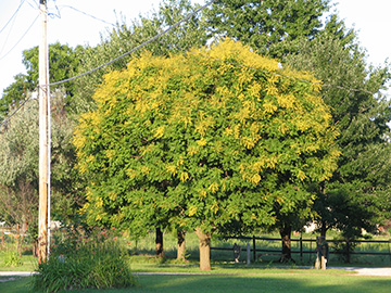 tree goldenrain trees koelreuteria ornamental golden paniculata