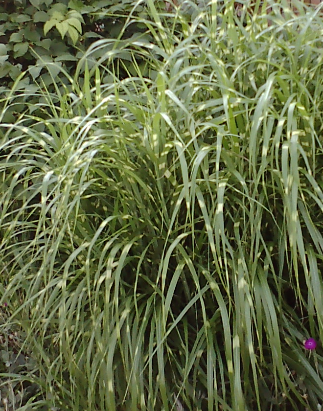 Eulalia, Maiden Grass, Porcupine Grass, Silver Grass, Zebra Grass