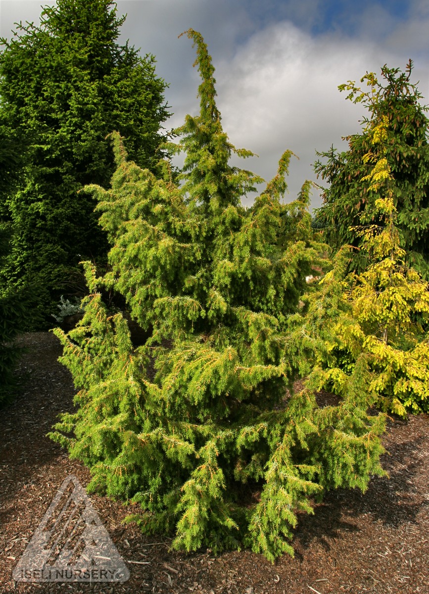 Kalebab Common Juniper - Glover Nursery