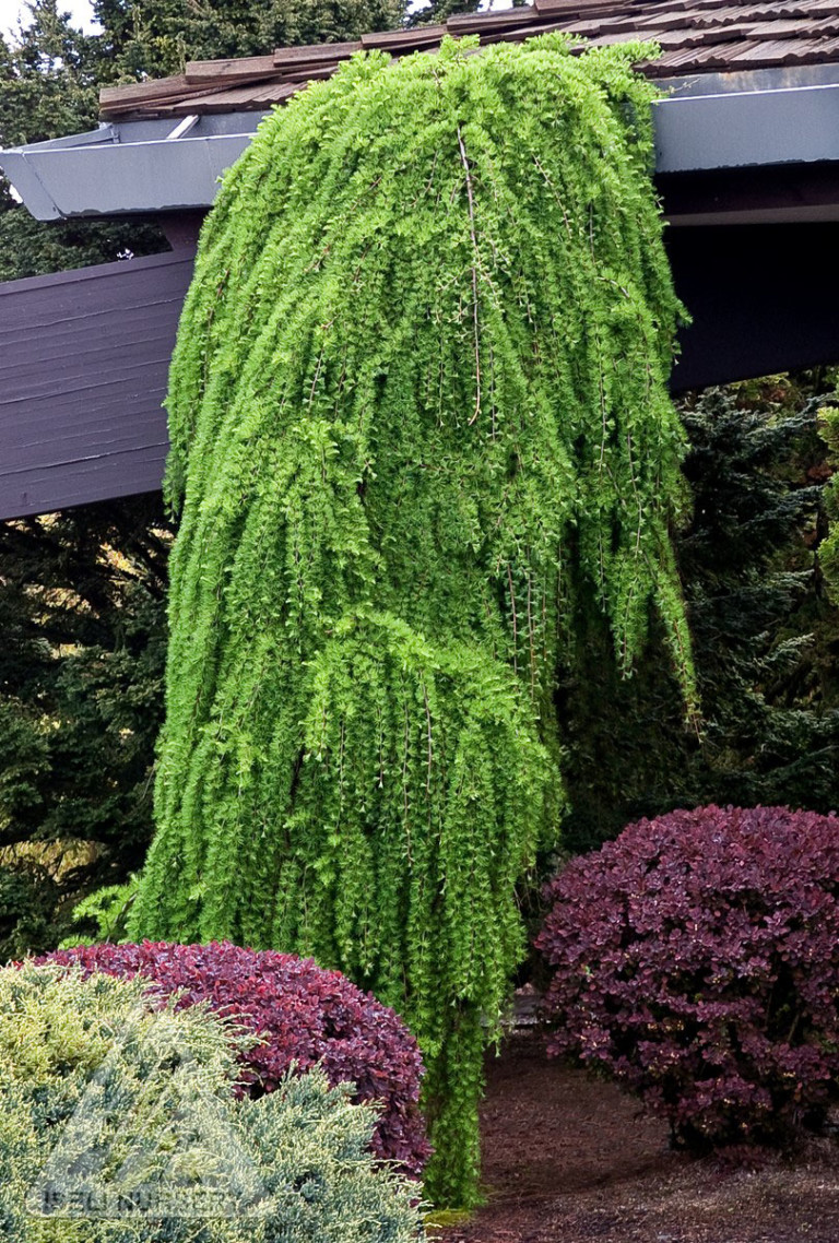 weeping pendula larch decidua larix varied conifers evergreen gardens glovernursery iselinursery