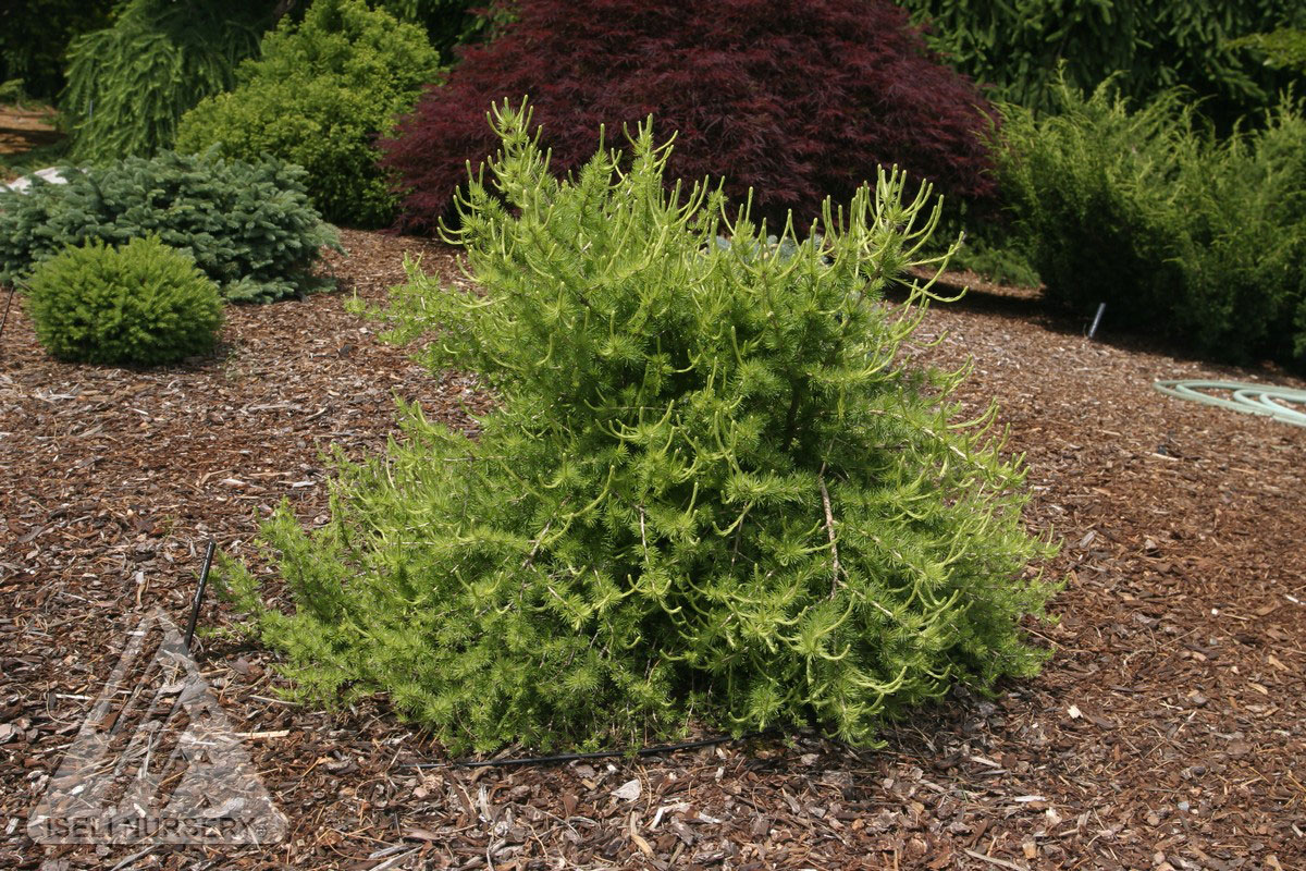 Prag Dwarf Larch - Glover Nursery