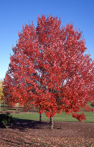 October Glory Maple - Glover Nursery