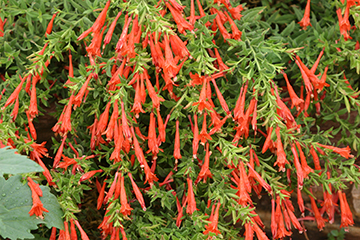 Hummingbird Carpet, Hardy Fushia - Glover Nursery