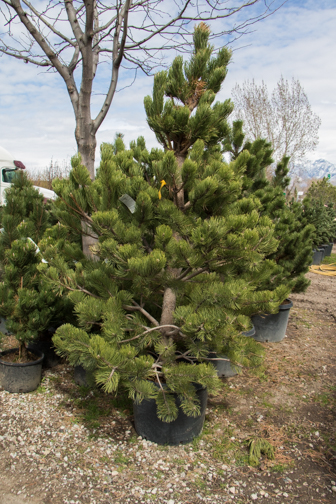 Oregon Green Austrian Pine - Glover Nursery