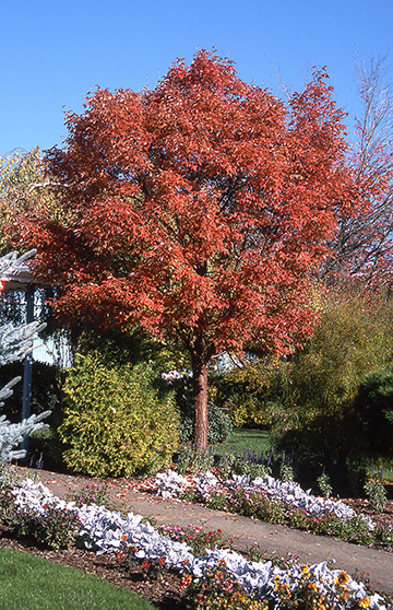 paperbark maple glover nursery paper white flower care