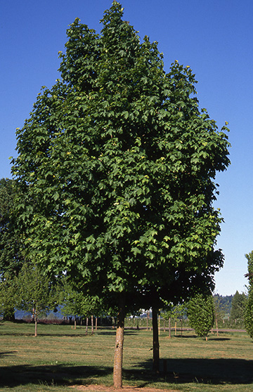 Parkway Maple - Glover Nursery