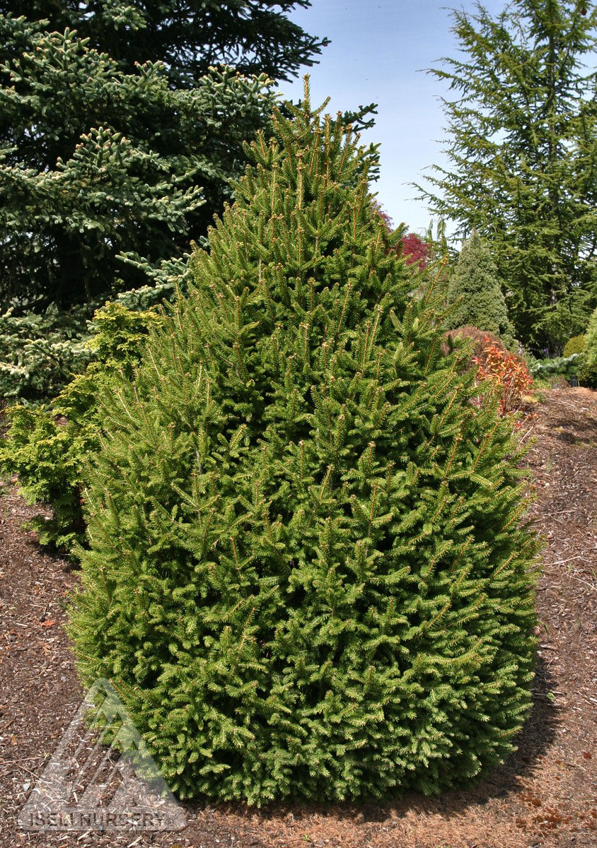 Sherwood's Compact Dwarf Norway Spruce - Glover Nursery