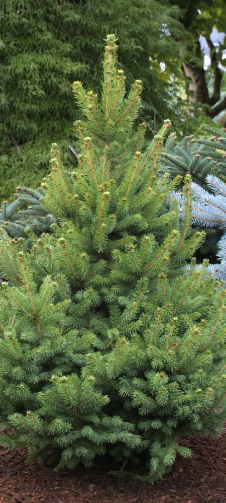 North Star White Spruce - Glover Nursery