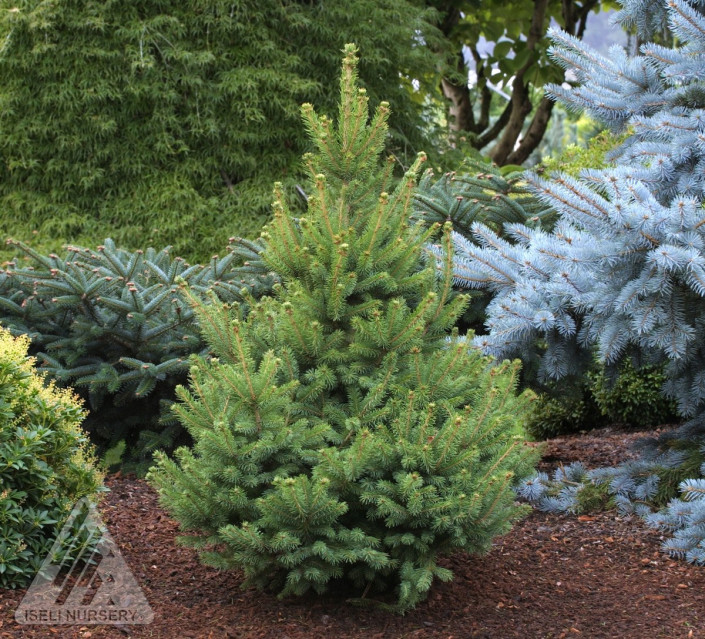 North Star White Spruce - Glover Nursery