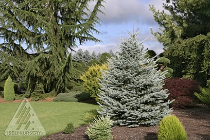 Fat Albert Spruce