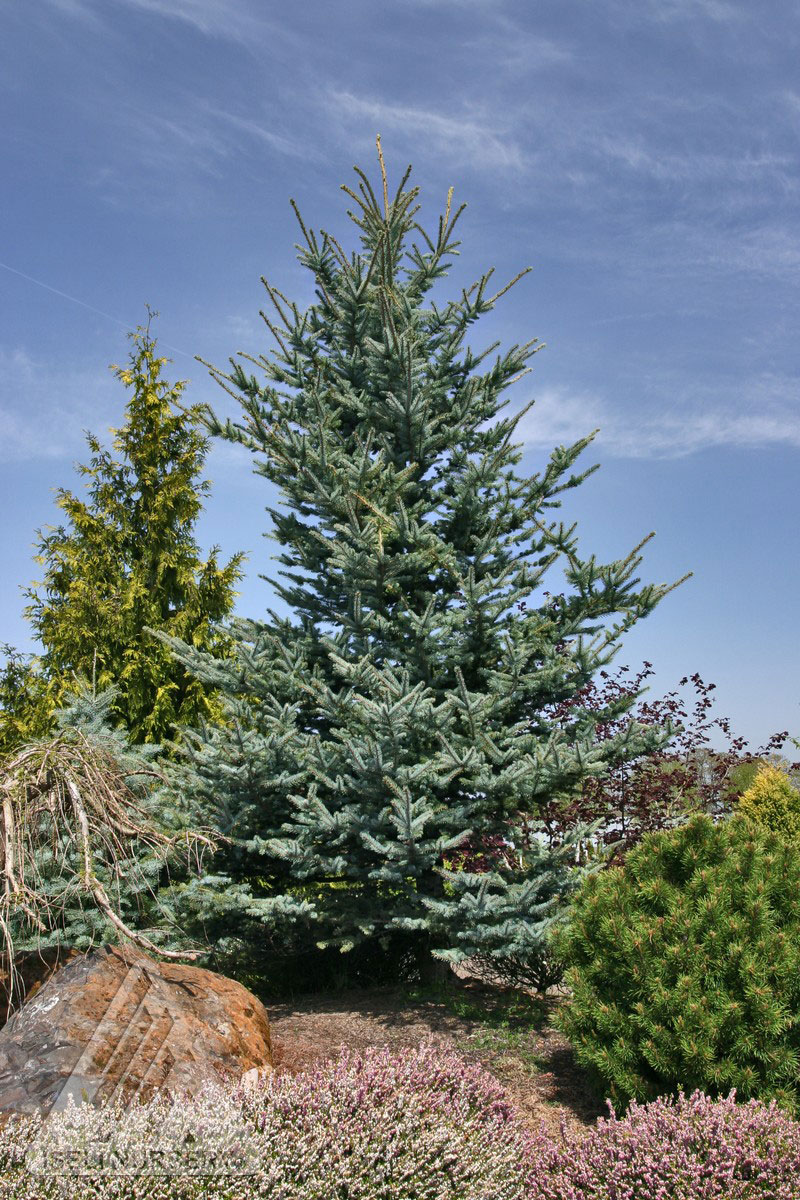 Iseli Foxtail Spruce - Glover Nursery