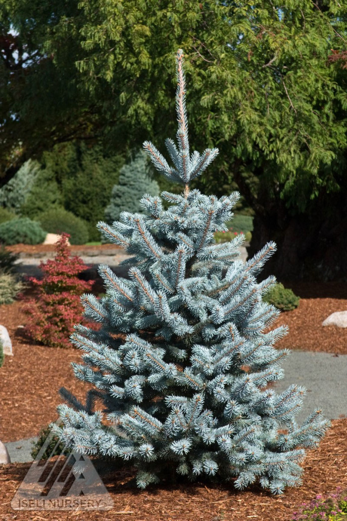 Hoopsi Blue Spruce - Glover Nursery