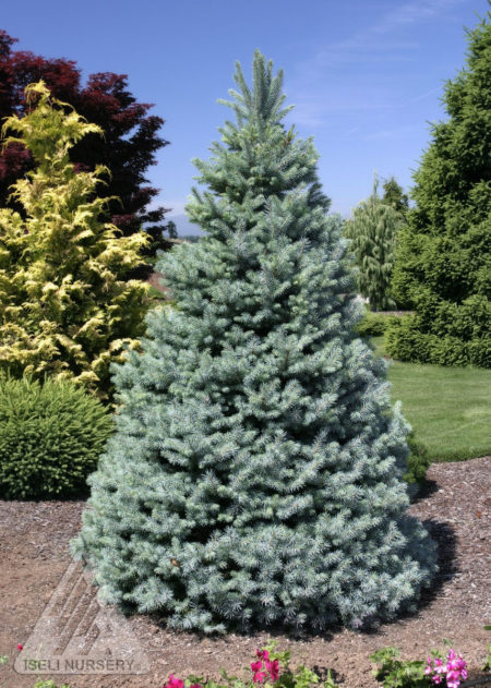 Sester Dwarf Colorado Spruce - Glover Nursery