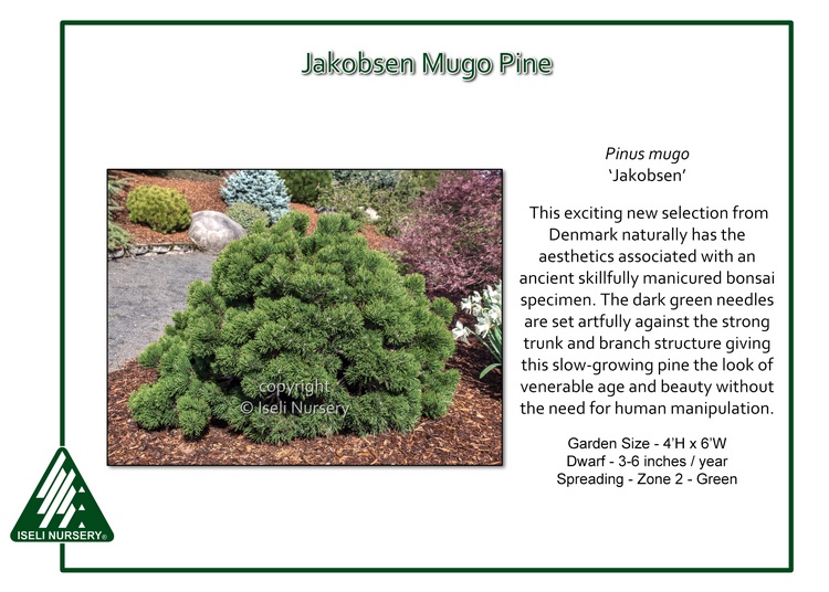 Jakobsen Mugo Pine - Glover Nursery