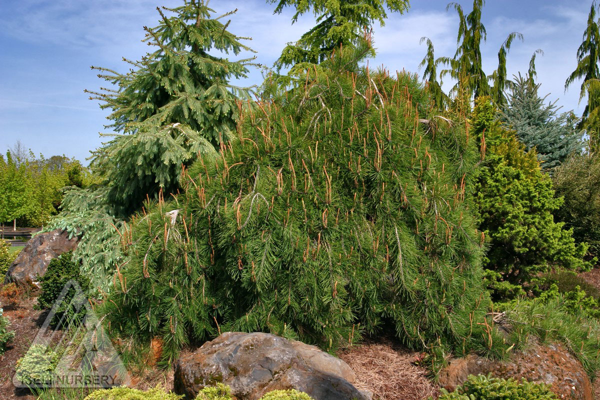 Japanese Red Pine, Tanyosho Pine - Glover Nursery